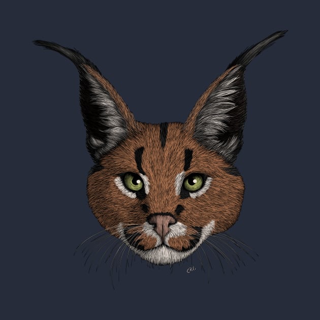 Caracal by Walking in Nature