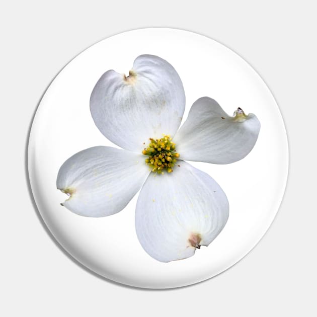 White Dogwood Flower on White Pin by ViktorCraft