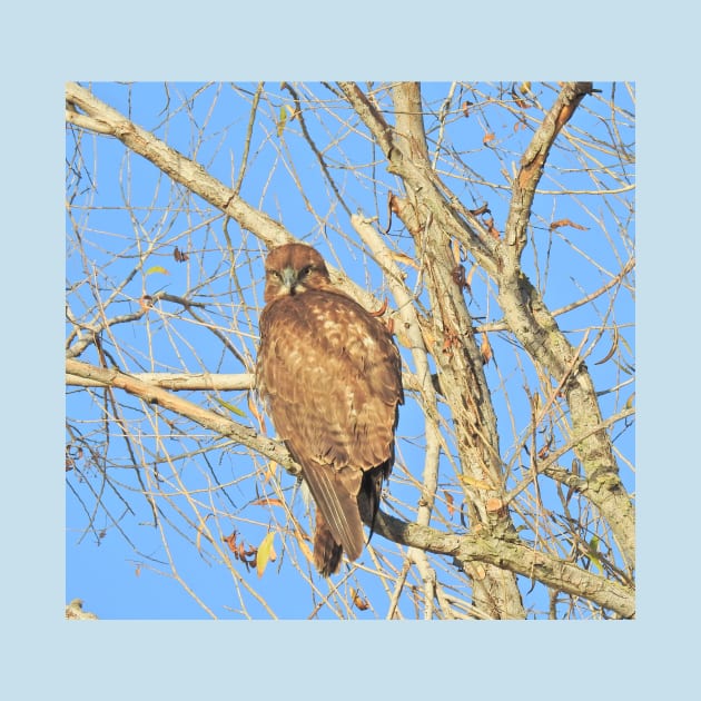 Red-tailed hawk, birds, wildlife, gifts by sandyo2ly