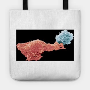 Antigen presentation, SEM (C024/3640) Tote