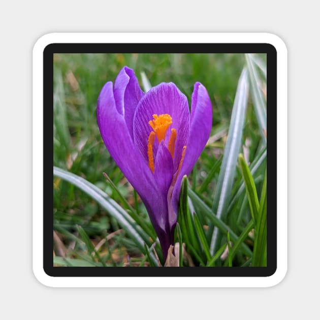 Purple and Orange Flower in Grass Magnet by AustaArt