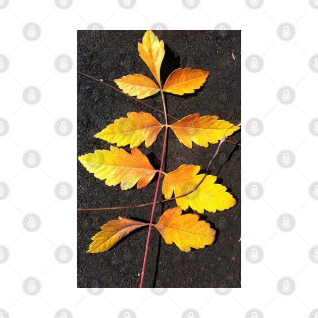 Forest Bathing with the Warmth of Autumn Leaves by Photomersion