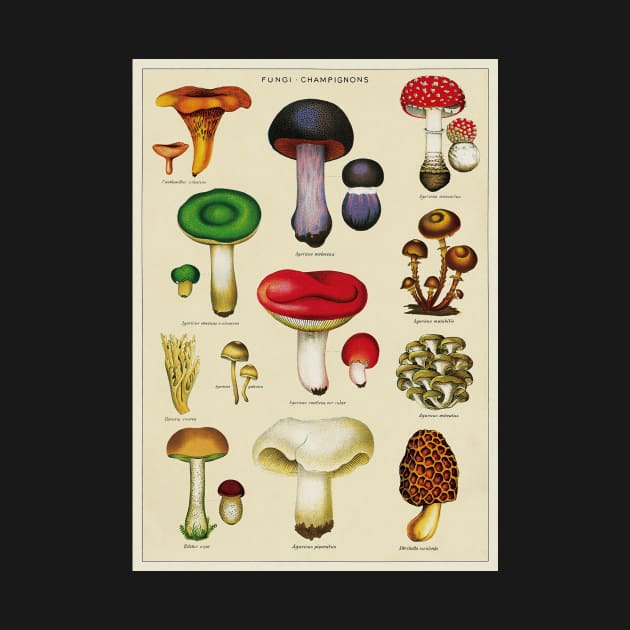 Vintage Fungi Chart by wildtribe