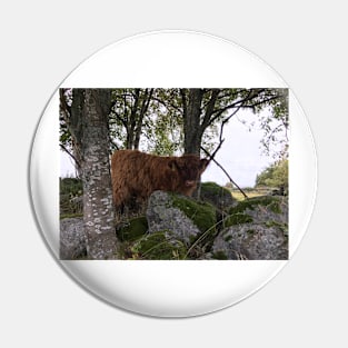 Scottish Highland Cattle Calf 1542 Pin