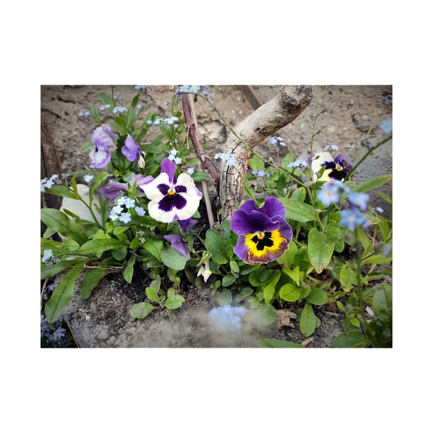 pansies by Gourmetkater