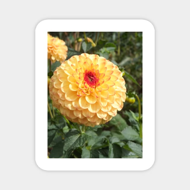 Orange Chrysanthemum Magnet by pinkal