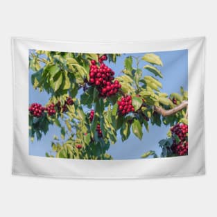 Branches of Ripe Okanagan Cherries Blue Sky Tapestry