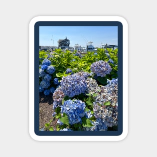 Harbor Front Hydrangeas in Watch Hill Magnet