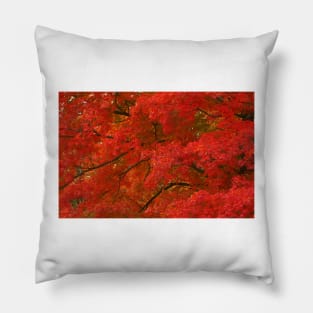 Maple Tree in Autumn Pillow
