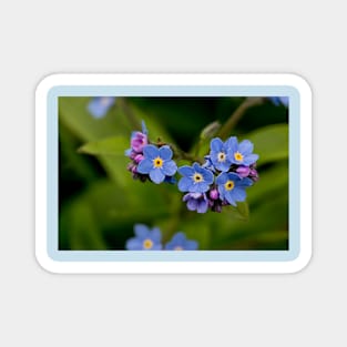 English Forget-me-not in Springtime Magnet