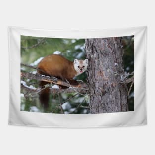 Pine Marten - Algonquin Park Tapestry