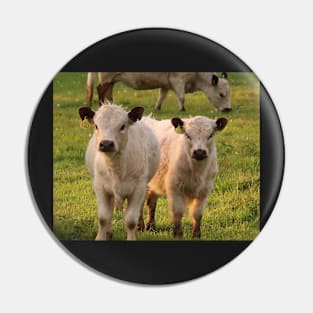 Sweet friendly curious cows Pin