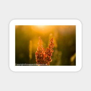 Pink Meadow flowers at sunset from meadow flower collection Magnet