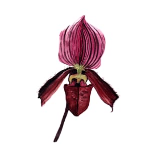 Slipper Orchid T-Shirt