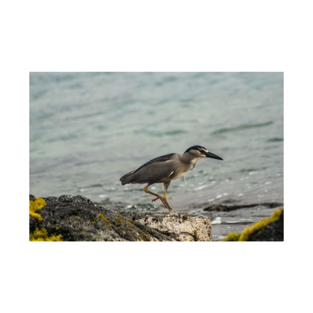 Black-crowned night heron of hawaii 9 by KensLensDesigns