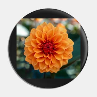 Beautiful Bright Orange Dahlia Flower Closeup Pin