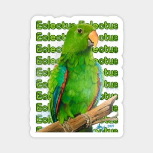 Eclectus Magnet