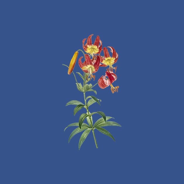 Vintage Turban Lily Botanical Illustration by Holy Rock Design