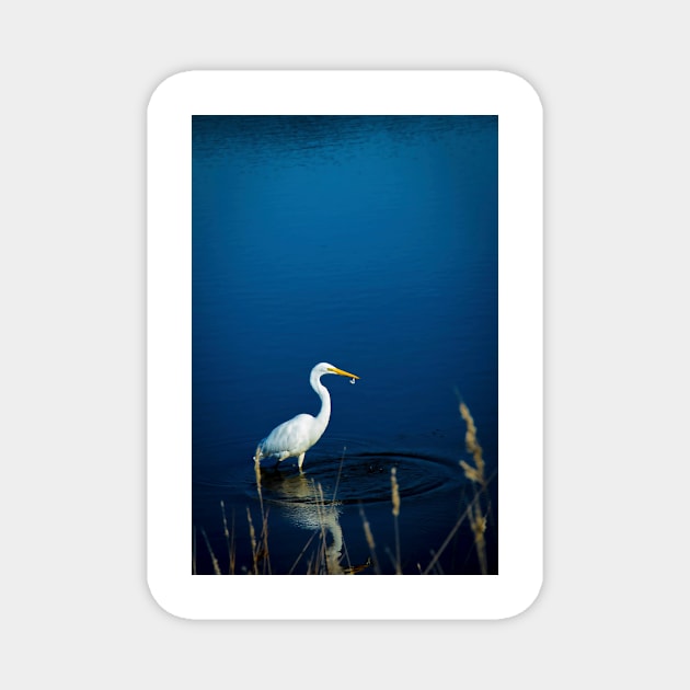 White Great Egret Magnet by blossomcophoto