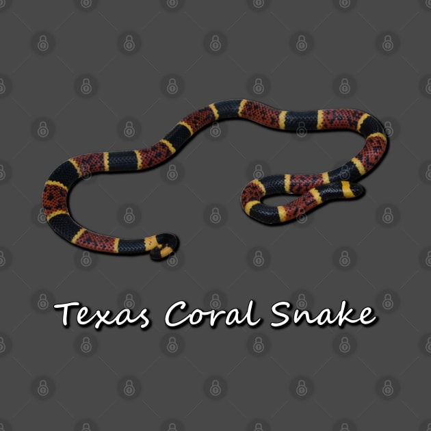 Texas Coral Snake by Paul Prints