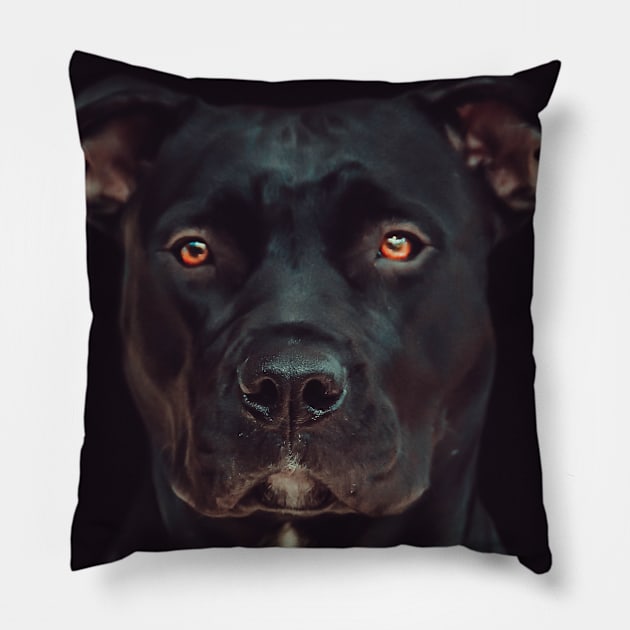 pitbull Face Pillow by othmane4