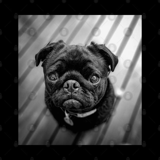 Little Black Pug Dog by silentrob668