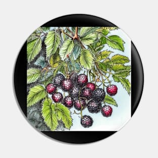 Blackberry drawing Pin