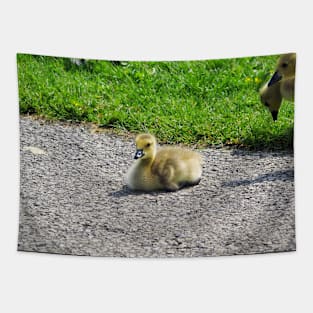 Young Gosling Resting On The Ground Tapestry