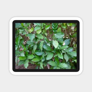 Garden Green Leaves Magnet