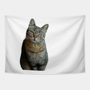 Funny cute cat memes Tapestry