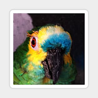 Brazilian Parrot Bird Portrait Magnet