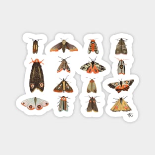 moths Magnet