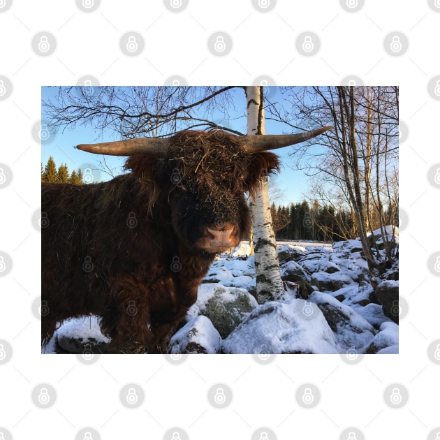 Scottish Highland Cattle Bull 2259 by SaarelaHighland