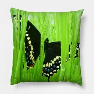 Black Swallowtail Butterfly Pillow