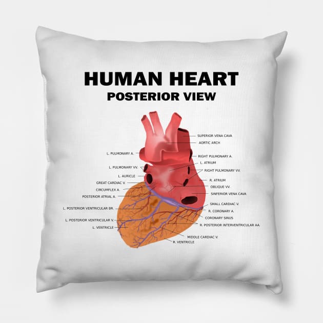 Anatomical Heart Human - Human Heart Posterior View Pillow by HomerNewbergereq