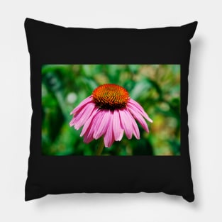 Echinacea Purpurea Pillow