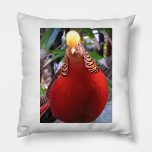 Golden Pheasant Pillow