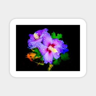 Purple Hibiscus with raindrops Magnet