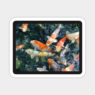 Koi Fish Pond Japan Magnet