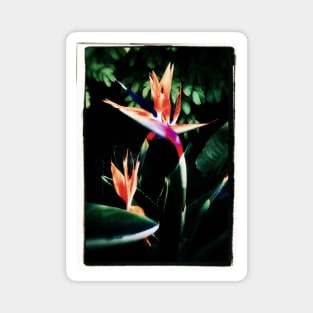 Bird of Paradise Magnet