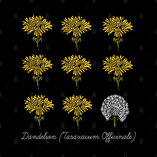 Dandelion Scientific Name by Sunny Saturated