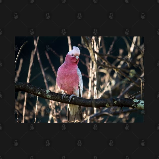 Galah by DeborahMcGrath