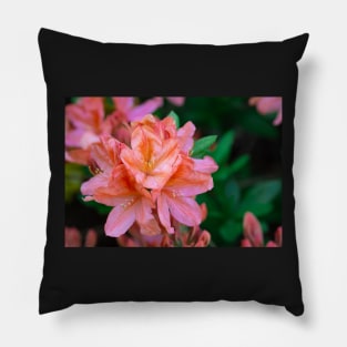 Orange rhododendron blooming Pillow