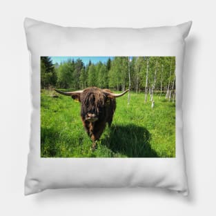 Scottish Highland Cattle Bull 2416 Pillow