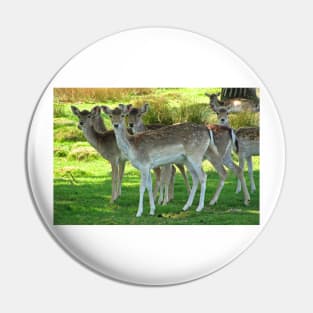 Fallow Deer Pin