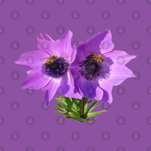 Purple Pink Anemones with Honey Bees Vector Art by taiche