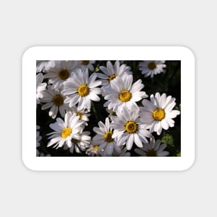 Large White Daisies Magnet