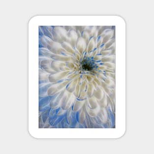 closeup macro photography of white and blue coloured dahlia bloom Magnet