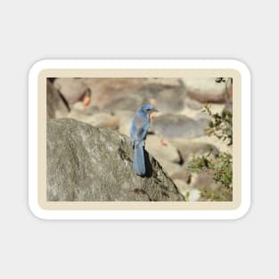 California scrub jay, birds, wildlife, gifts, nature, Graceful Blue Magnet