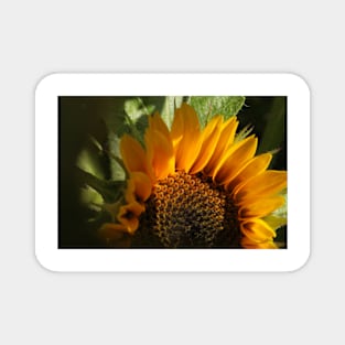 Hidden Sunflower Magnet